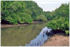 Sanur - Mangroven