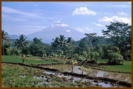 Gunung Sumbing 