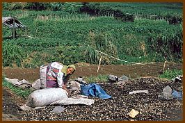 Dieng Plateau - Champignon-Ernte