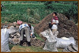 Dieng Plateau - Champignon-Ernte