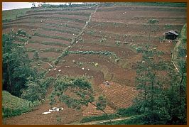 Dieng Plateau - Gemsefelder