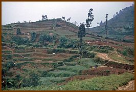 Dieng Plateau - Gemsefelder