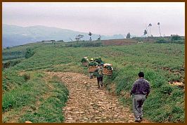 Dieng Plateau - Gemsefelder