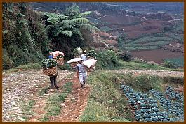 Dieng Plateau - Gemsefelder