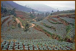 Dieng Plateau - Gemsefelder