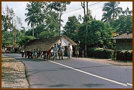 Haustransport auf javanisch