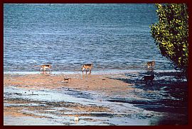 Baluran-Park: Krabbenfressende Makaken