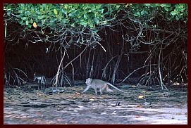 Baluran-Park: Krabbenfressende Makaken