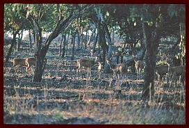 Baluran Park: Muntjaks