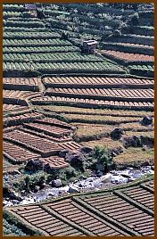 Teeplantagen und Gemsefelder bei Selekta