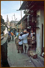 Yogyakarta -  Vogelmarkt (Pasar Ngasem)