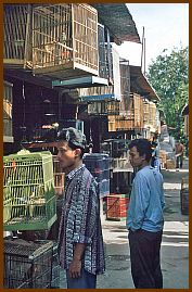 Yogyakarta -  Vogelmarkt (Pasar Ngasem)