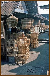 Yogyakarta -  Vogelmarkt (Pasar Ngasem)