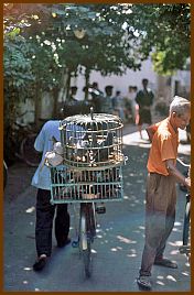 Yogyakarta -  Vogelmarkt (Pasar Ngasem)