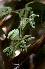 schwarze Orchideen im Kersik Luway Nature Reserve 