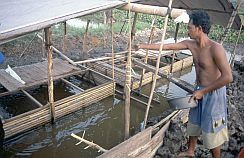 Fischzucht in Pinang Habang