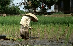 Frau mit groem Hut beim Reispflanzen