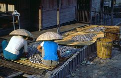 Negara: Fische werden zum Trocknen gelegt