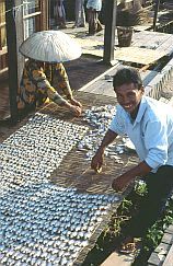 Negara: Fische werden zum Trocknen gelegt