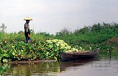 Bauer auf seinem Melonenfeld