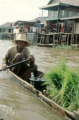 Ein Mann bringt mit dem Boot neue Reispflanzen aufs Feld