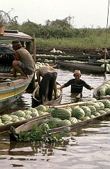 Melonen werden verladen