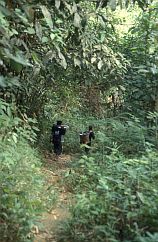 Dschungelpfad nach Betang Tumbang