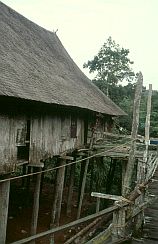 Betang Tumbang: Langhaus