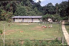 Die Schule von Betang Tumbang
