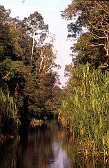 Nebenfluss des Sekonyer fhrt nach Camp Leakey