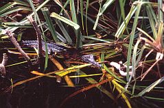 Krokodil (False Gavial, Tomistoma schlegelii)