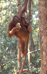 Orang Utan Weibchen und Baby mit Bananen