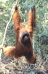 Orang Utan, kletterndes Mnnchen