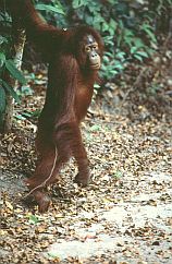 Orang Utan, Weibchen