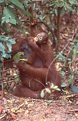 Orang Utan, Weibchen mit Baby