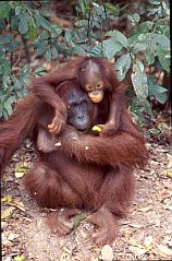 Orang Utan, Weibchen mit Baby