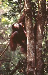 Orang Utan, Weibchen klettert mit meiner Armbanduhr auf einen Baum