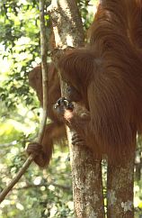 Orang Utan, Weibchen auf dem Baum mit meiner Armbanduhr