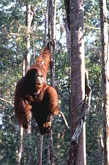 Orang Utan, kletterndes Mnnchen