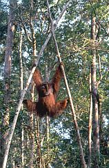 Orang Utan, kletterndes Mnnchen