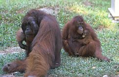 Orang Utan, Weibchen mit Baby und Mnnchen