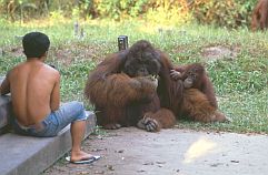 Orang Utan, Ranger mit altem Mnnchen und Weibchen