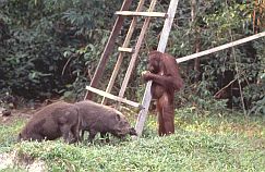 Orang Utan, Weibchen mit Wildschweinen