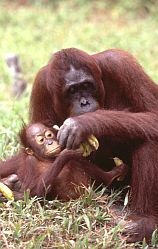 Orang Utan, Weibchen mit Baby