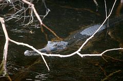 Krokodil (False Gavial, Tomistoma schlegelii)