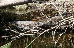 Krokodil (False Gavial, Tomistoma schlegelii)