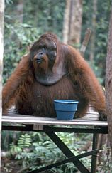 Orang-Mnnchen an der Ftterungsstelle