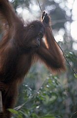 Kletterndes Orang-Weibchen