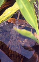 Krokodil (False Gavial, Tomistoma schlegelii)