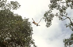 Nasenaffe im 'Flug' von einer Seite des Flusses auf die andere